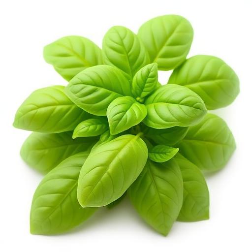 Basil