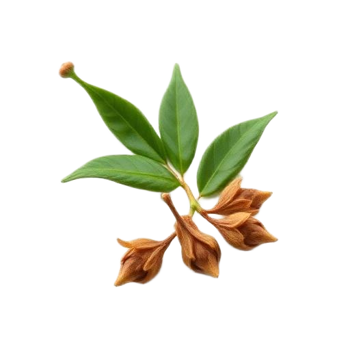 Clove