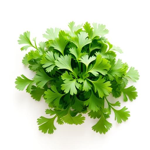 Coriander