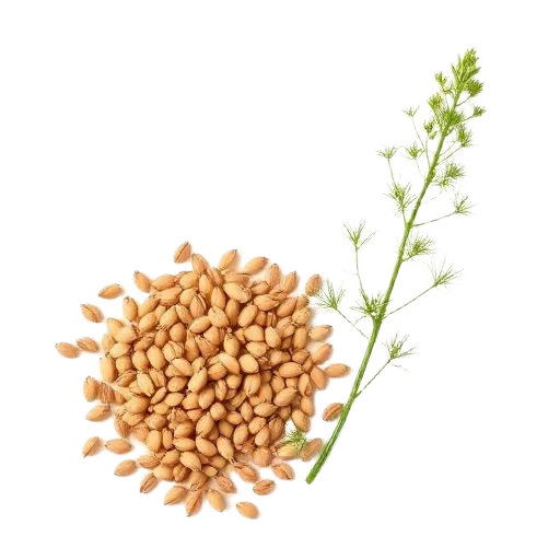 Cumin