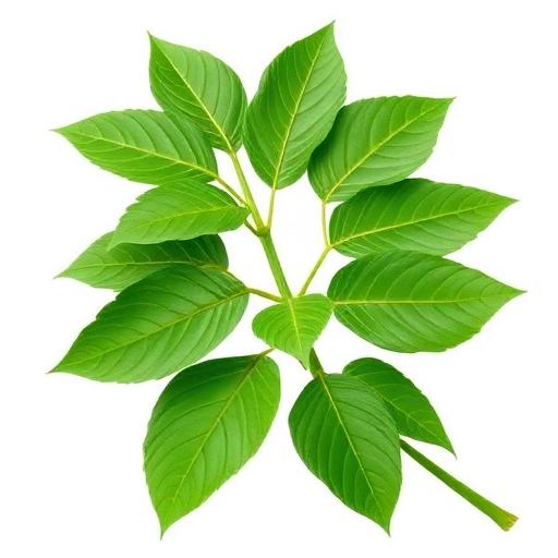 Curry Leaf