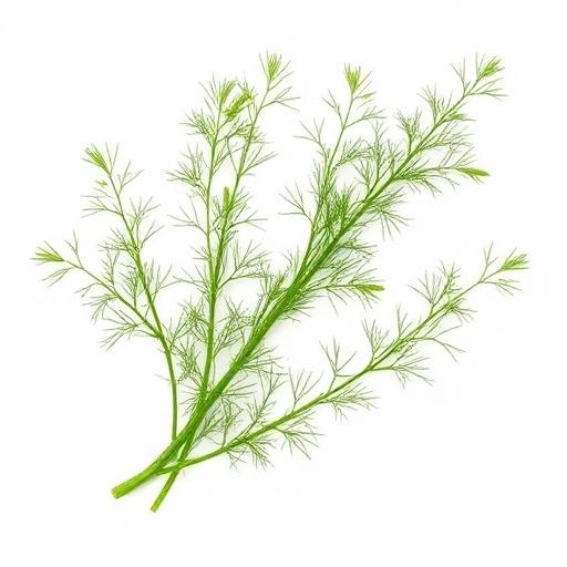 Dill