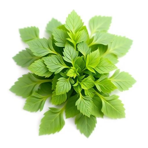 Fenugreek