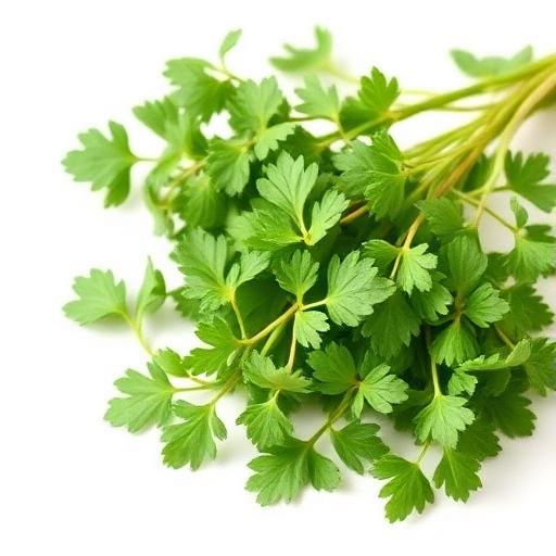 Oregano