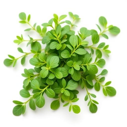 Oregano