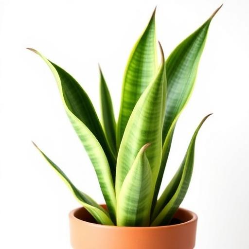 Snake Plant